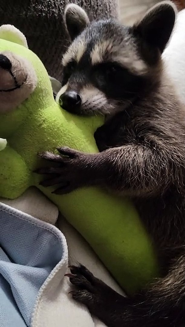 Rescued Raccoon Loves Her Toy