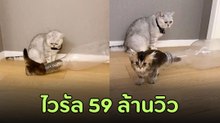เมื่อเจ้าตัวเล็กซนจัด มุดขวดน้ำเล่น ทำเอาทาสแมวทึ่งกันตาค้าง