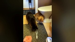 Funniest Cats -- - Silliest Creature on Earth -- - Funny Cats Videos 2023(720P_HD)
