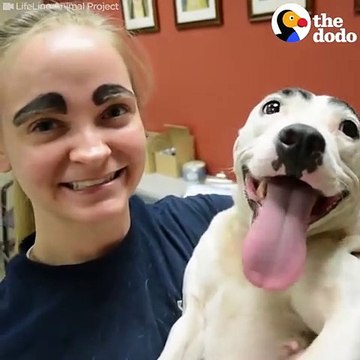 Shelter Dog Has The Best Eyebrows The Dodo