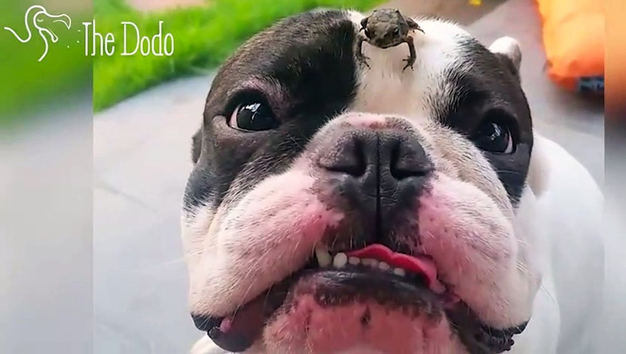Tiny Toad Finds The Perfect Place To Sit
