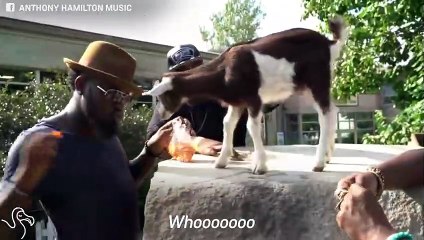 Guys Serenade A Baby Billy Goat