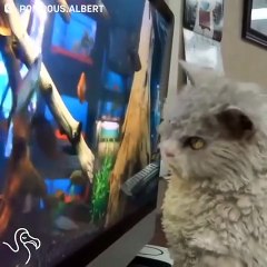 This Office Cat Alway Looks Angry