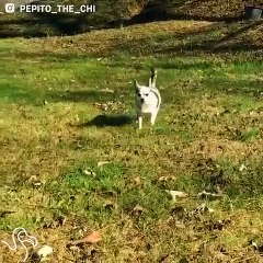 Senior Chihuahua Loves Going On Adventures