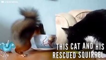 Cat And Rescue Squirrel Love Sharing Breakfast
