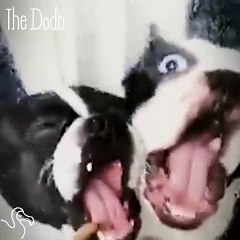 Dogs Try To Lick Their Way Through A Window
