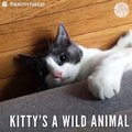 Cat Is Completely Wild, And Her Mom Thinks She's Perfect
