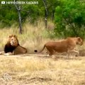 Lioness Tries SO Hard To Get Her Crush's Attention