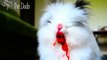 Killer Bunny Tears The Life Out Of Little Berries   The Dodo