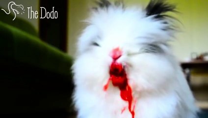 Killer Bunny Tears The Life Out Of Little Berries   The Dodo