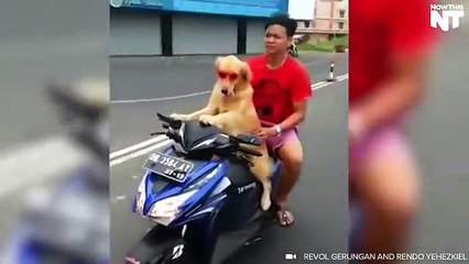 This Dog CAN'T Drive His Motorcycle Without His Pink Shades