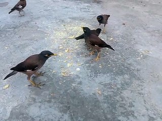 Birds are eating food