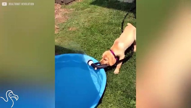 Dogs Running Errands