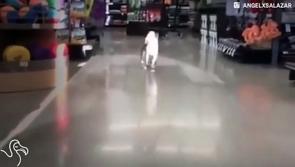 Dogs Try On Snow Shoes, Totally Transform