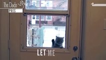 Let Me In!