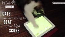 Cats vs iPads These Cats Will Beat Your High Score   The Dodo