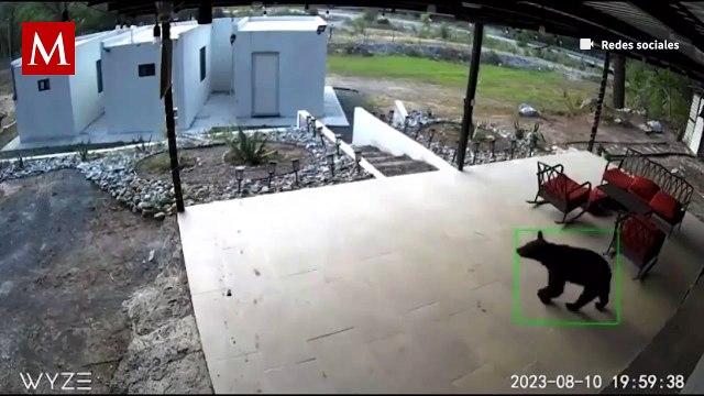 Una familia de osos fue captada buscando alimento en Santiago, Nuevo León