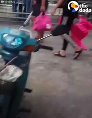 Dog Mom Begs For Food, Then Brings It To Her Puppies   The Dodo