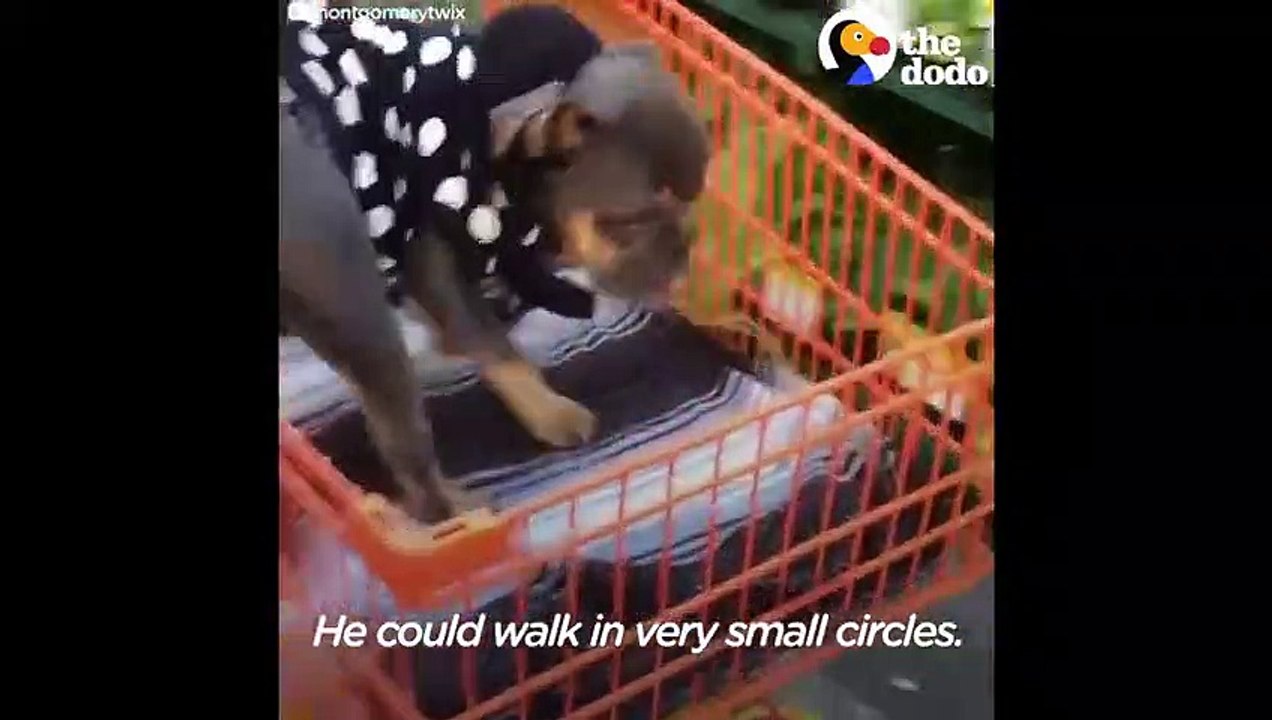 Little Dog Given Months To Live Proves Everyone Wrong   The Dodo
