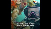 Scuba Diving Changes Life of Woman With Terminal Illness   The Dodo