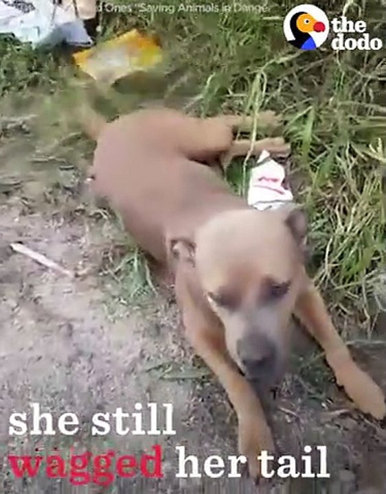 Dog Dumped On Road Can't Stop Wagging Her Tail   The Dodo