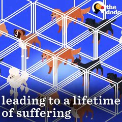 This Is Where Pet Store Puppies Come From   The Dodo