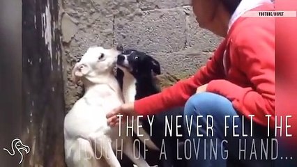 They've Never Felt The Touch Of A Loving Hand ... Until Now