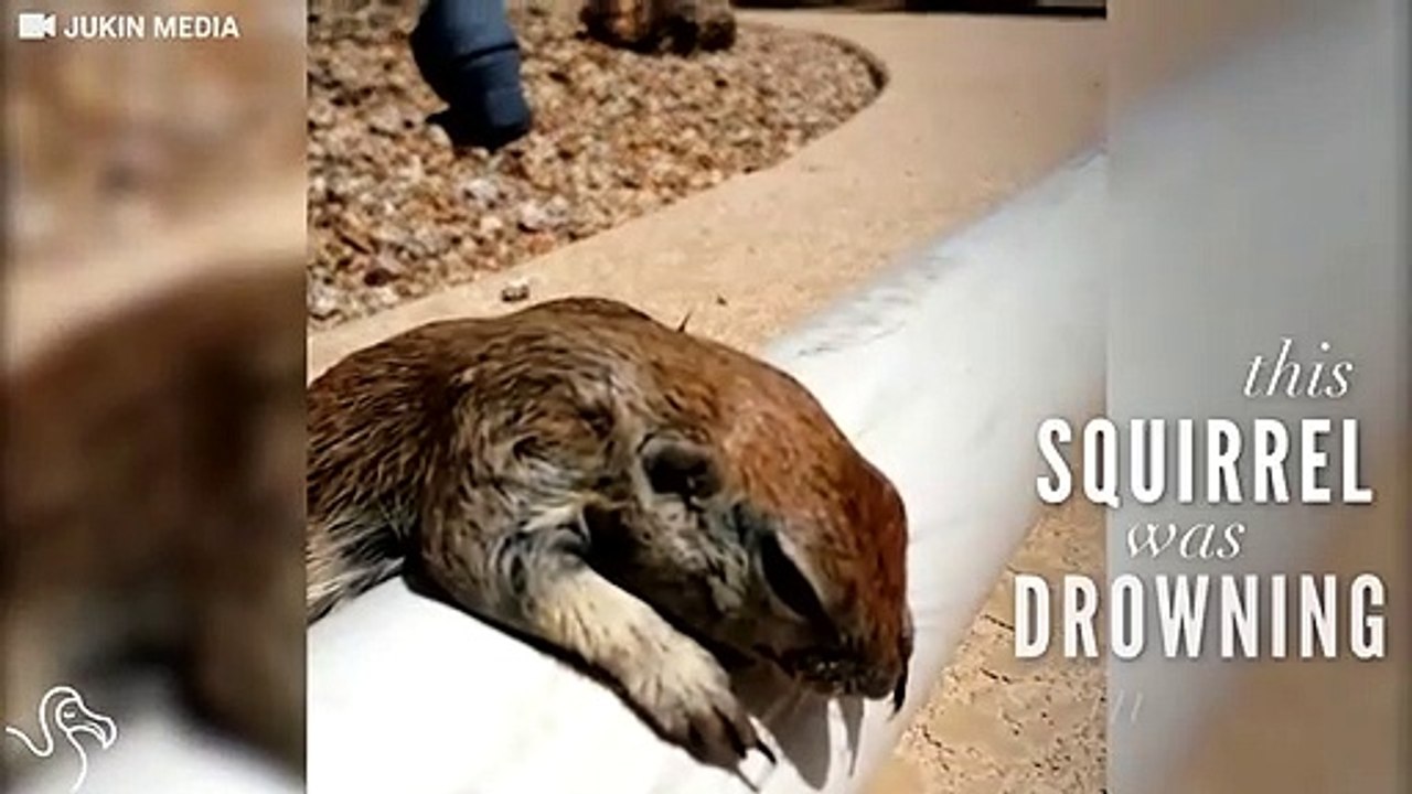 Tiny Squirrel Who Nearly Drowned Is Nursed Back To Life By Pool Guy ...