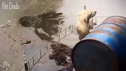 Reporters Jump Into Floodwaters To Rescue Stranded Dog