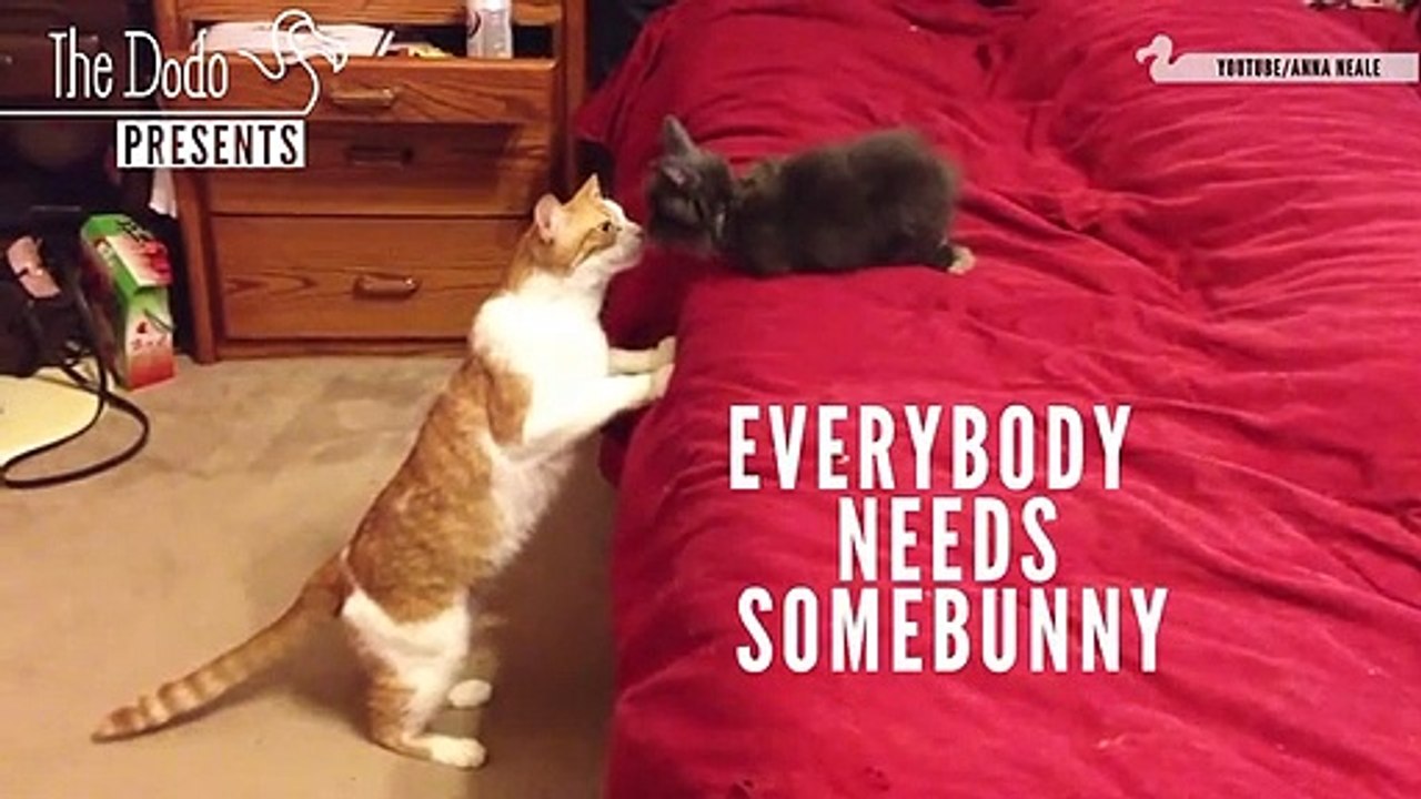 Everybody Needs Somebunny