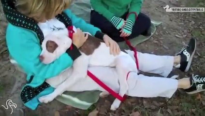 Pit Bulls Who've Just Been Adopted