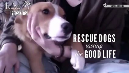 Rescue Dogs Tasting The Good Life