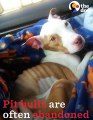 Pit Bull Dog Mom Abandoned At NYC Train Station   The Dodo