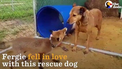Fox Loves Her Rescue Dog   The Dodo