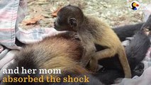 Baby Monkey And Her Mom Shocked By Power Lines