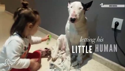 Dogs Who Proved Loved Conquers All This Year