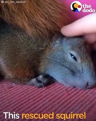 Rescued Squirrel Loves His Mom   The Dodo