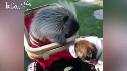 This Porcupine Has A Unique Family