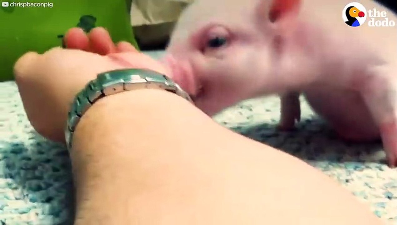 Pig Gets New Wheelchairs from his Dad   The Dodo