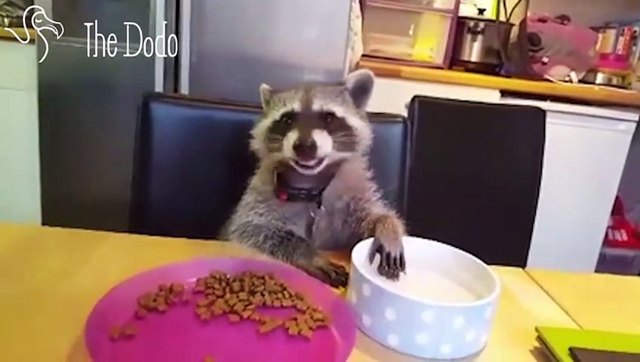Baby Raccoon Helps His Mom Through The Hard Days