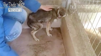 Abused Dog Stroked For The First Time