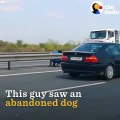 Abandoned Dog Rescued From Highway   The Dodo