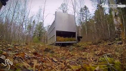 Animals Going Home...For The First Time