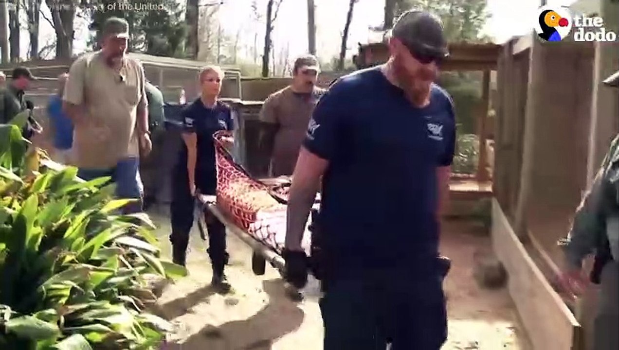 Animals Rescued From Roadside Zoo
