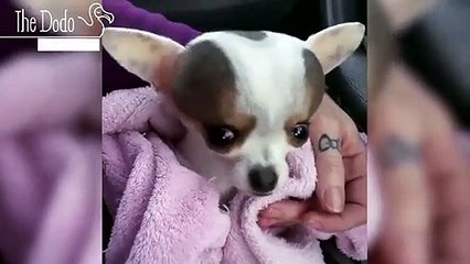 Chihuahua Pals Have Each Other's Back