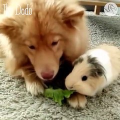 Dog And Guinea Pig Are Unlikely Best Friends