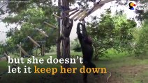 Chimp Rescued After Her Mom Taken By Poachers   The Dodo