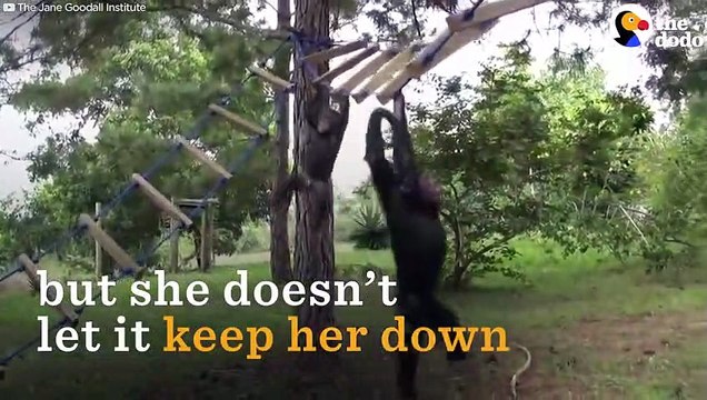 Chimp Rescued After Her Mom Taken By Poachers The Dodo