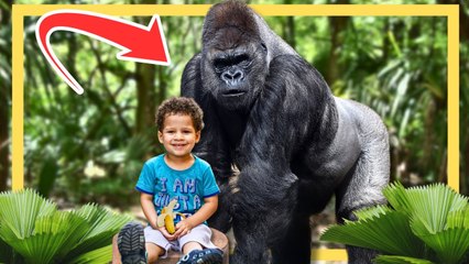 Animales Salvajes Que Salvaron Vidas Humanas
