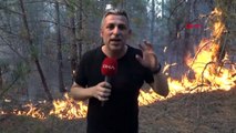 Eskişehir'de Anız Yangını Ormana Sıçradı